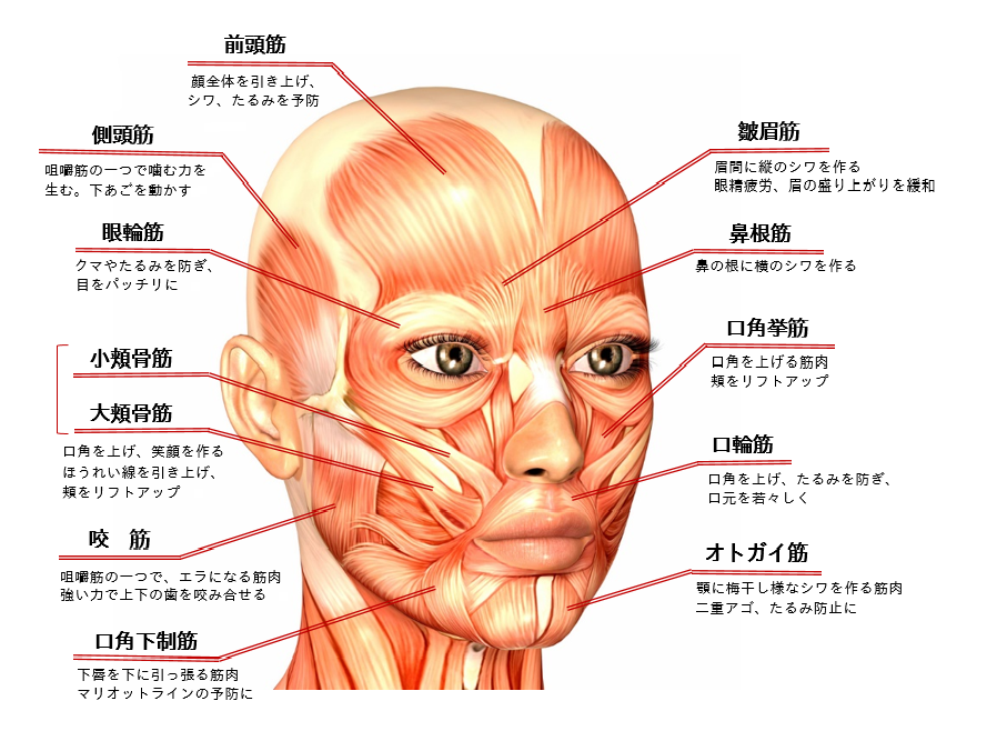 表情筋と顔のコリ