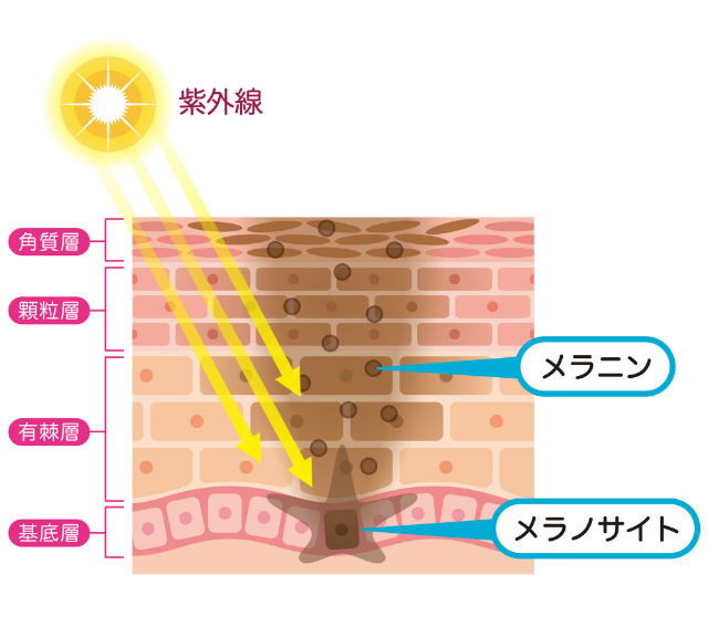 メラニン